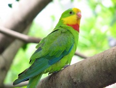 Тоть шувуу урт наслахын бэлгэ тэмдэг