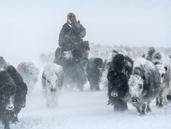 Өвөрхангай аймгийн зүүн бүсийн сумдад өвөлжилт хүндрэх эрсдэлтэй байна 