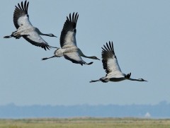 Тогорууны таталбар 