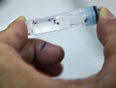 Хятадад 2016 оноос хойш зика вирусын гаднаас орж ирсэн 30 тохиолдол бүртгэгджээ