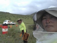 Бичил төсөлд хамрагдаж 25 кг цэвэр зөгийн бал хураажээ