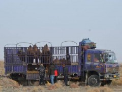 БНХАУ-ын баруун хойд хэсэгт хавтгай тэмээ нутагшуулжээ