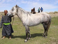 Тэс үүлдрийн адууны тухай 