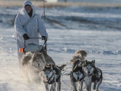 Хилийн хамгаалалтад нохой чаргыг анх удаа ашиглав