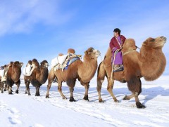 Тэмээн жингийн жим