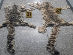 Цоохор ирвэсний арьс, гавлын яс, соёо борлуулах гэж байжээ