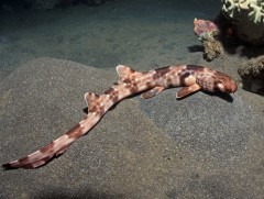 “Алхдаг” махчин загас 