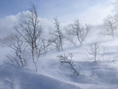 Амралтын өдрүүдэд цасан шуурга шуурч, хүйтний эрч чангарна