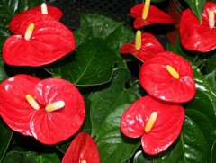 Эрчүүдэд бэлэглэхэд тохиромжтой цэцэг 