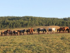 Адуу малын нутаг минь 