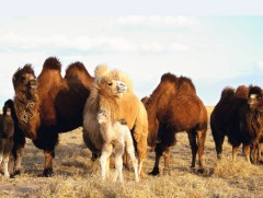 Тэмээн сүргээ өсгөхийн учир