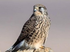 Идлэг шонхрын ангаахай бүтэн нүүдэл хийж эх орондоо ирлээ