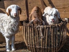 Хариуцлагатай малчид: Ноолуур самнах цаг