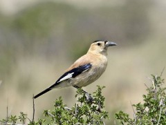 Монгол хулан жороо шувууны дуу тухай өгүүлэл “Podoces” сэтгүүлд нийтлэгдэв