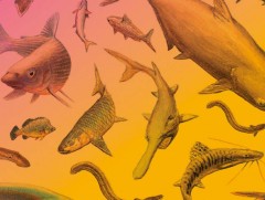 Дэлхий дахинаа нүүдэллэдэг загасны популяцын тоо буурсан гэв