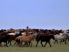 Хилд тулсан 1600 гаруй малыг тогтоож, эздэд нь өгчээ