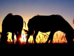 Адуу манасан шөнө