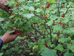 Нийслэлийн ойн баялгийн гарц тааруу байна 