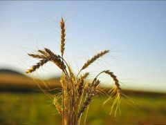 Алтан намрын өнгө: Ургац хураалтын бэлтгэл ажил