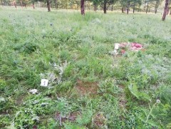 Халиун буга агнан мах, эд эрхтэнг нь тээвэрлэж явсан гэмт хэргийг илрүүллээ