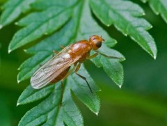 Үр тариаг мэрэгч, хортон шавжаас хэрхэн хамгаалах вэ 