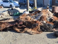 Малын гаралтай түүхий эд үнэгүйдэж байна