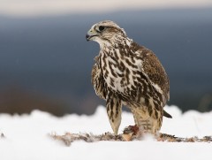 Шонхор шувуу