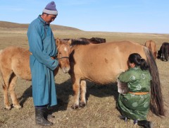 Гүүний саамын ач тус