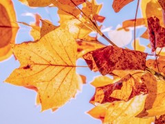 Шинэ сарын шинж