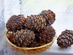 Самар түүхдээ байгалийн нөхөн сэргээлт болон амьтдад зориулж 70 орчим хувийг нь үлдээх шаардлагатай