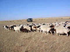 Малчид малын үнийг тогтвортой байлгахыг хүсэж байна