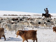 Мал маллагааны зохистой орчин 