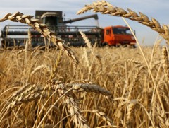 Урьдчилсан байдлаар 513.3 мянган тонн үр тариа хурааж авна 