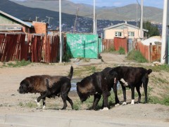 Нэгээс таван насны хүүхдийн дунд бэтэг өвчний тархалт их байна