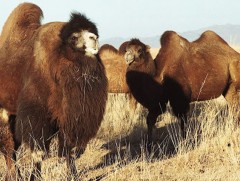 Тэмээн сүрэг тэнцвэр алдах вий 