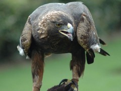 Цармын бүргэд 