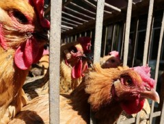 Японы Митоё хотод шувууны ханиад дэгджээ 