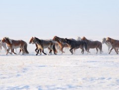 Хүлэг морины шинжийг ухах дөрвөн оньс