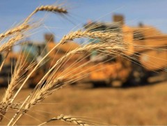 Улсын хэмжээнд ургац хураалт 87 хувьтай байна 