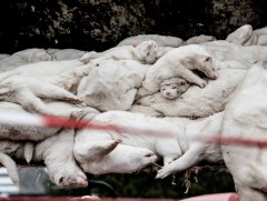 ДЭМБ: Данид бүртгэгдсэн коронавирус мутацид орсон хэлбэрийг илүү сайн судлах шаардлагатай