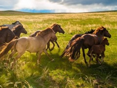 Гайхамшигт монгол адуу