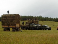  Төв аймгийн хэмжээнд 300 тонн өвс нөөцлөөд байна