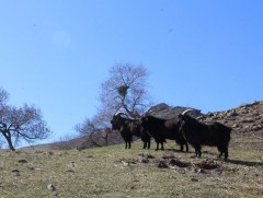 Эрчмийн хар ямаа