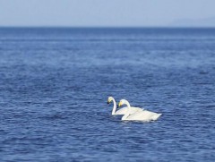 Өвөлжсөн Хун