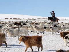 Ирэх оноос малчдаас малын тоо толгойн татвар авч эхэлнэ 