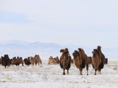 Өвлийн цагт тэмээг хэрхэн маллах вэ 