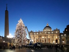 Ватиканы төв талбайд зул сарын модыг байрлуулжээ