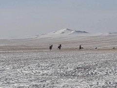 Аргалант суманд бугын сүрэг орж иржээ