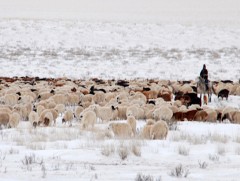 Өвлийн цагт хонин сүргийн тарга хүчийг хэрхэн алдуулахгүй байх вэ