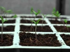 Хүлэмжийн ногооны үрсэлгээг хэрхэн хийж, тариалах вэ